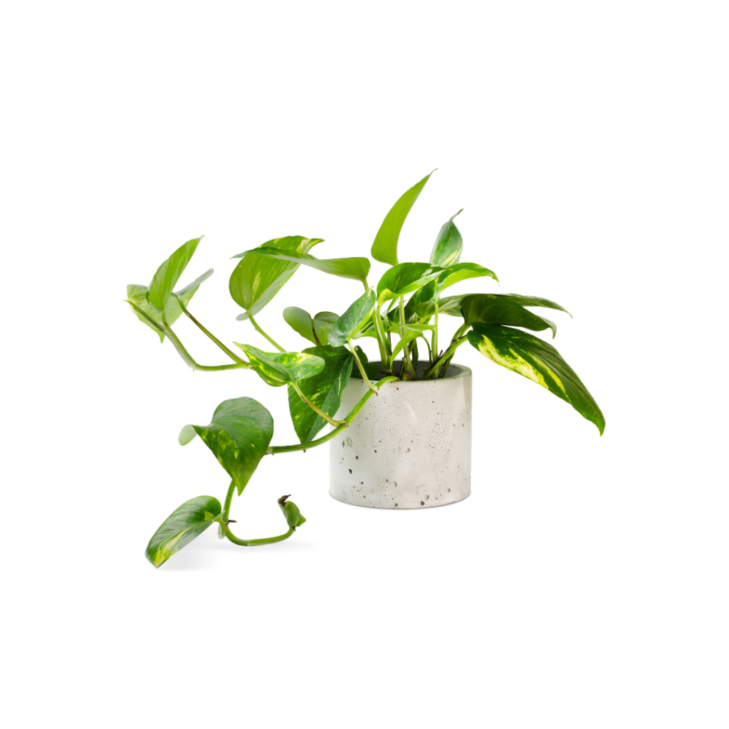 Pothos by plantphreak.com