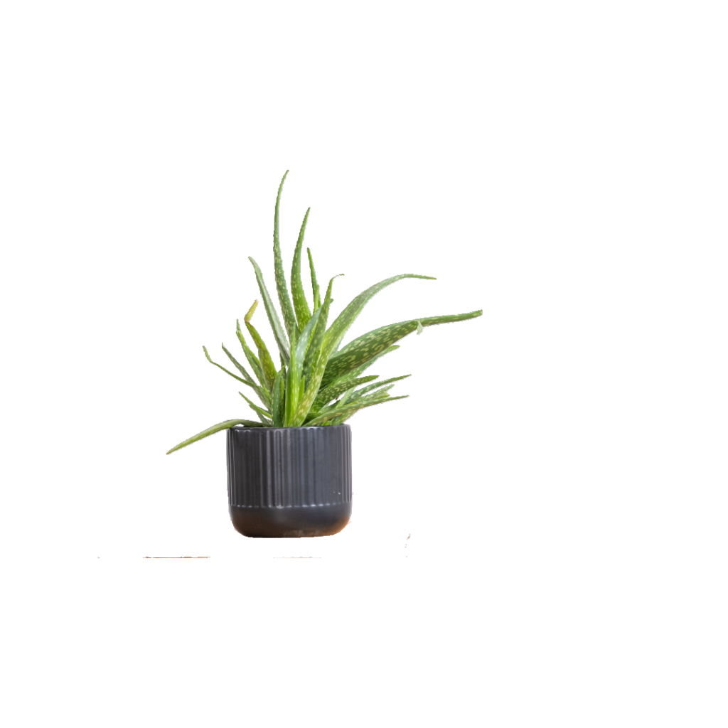 aloe vera plantphreak.com