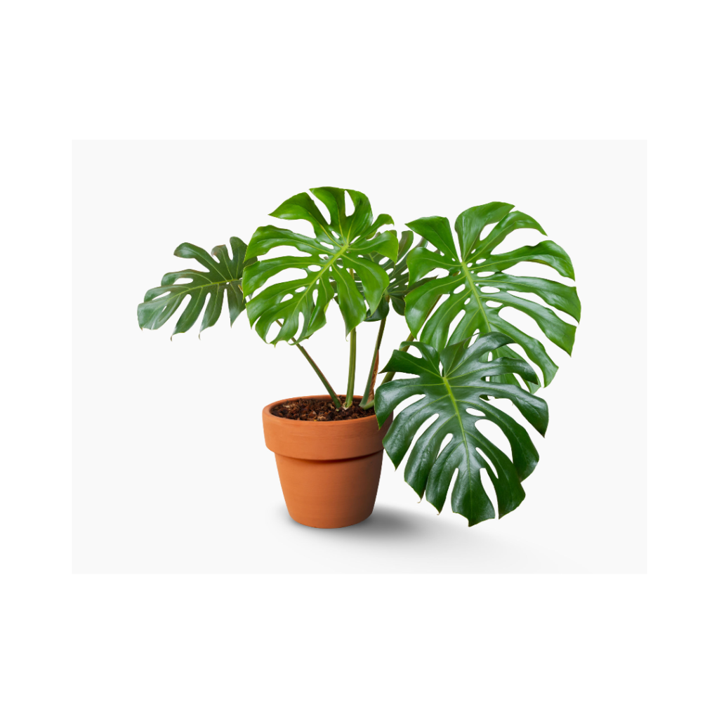 monstera by plantphreak.com