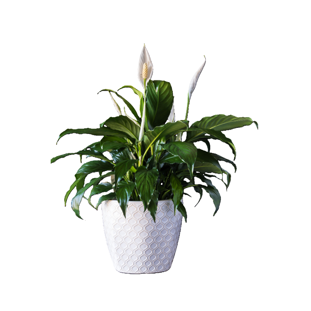 peace lilly by plantphreak.com