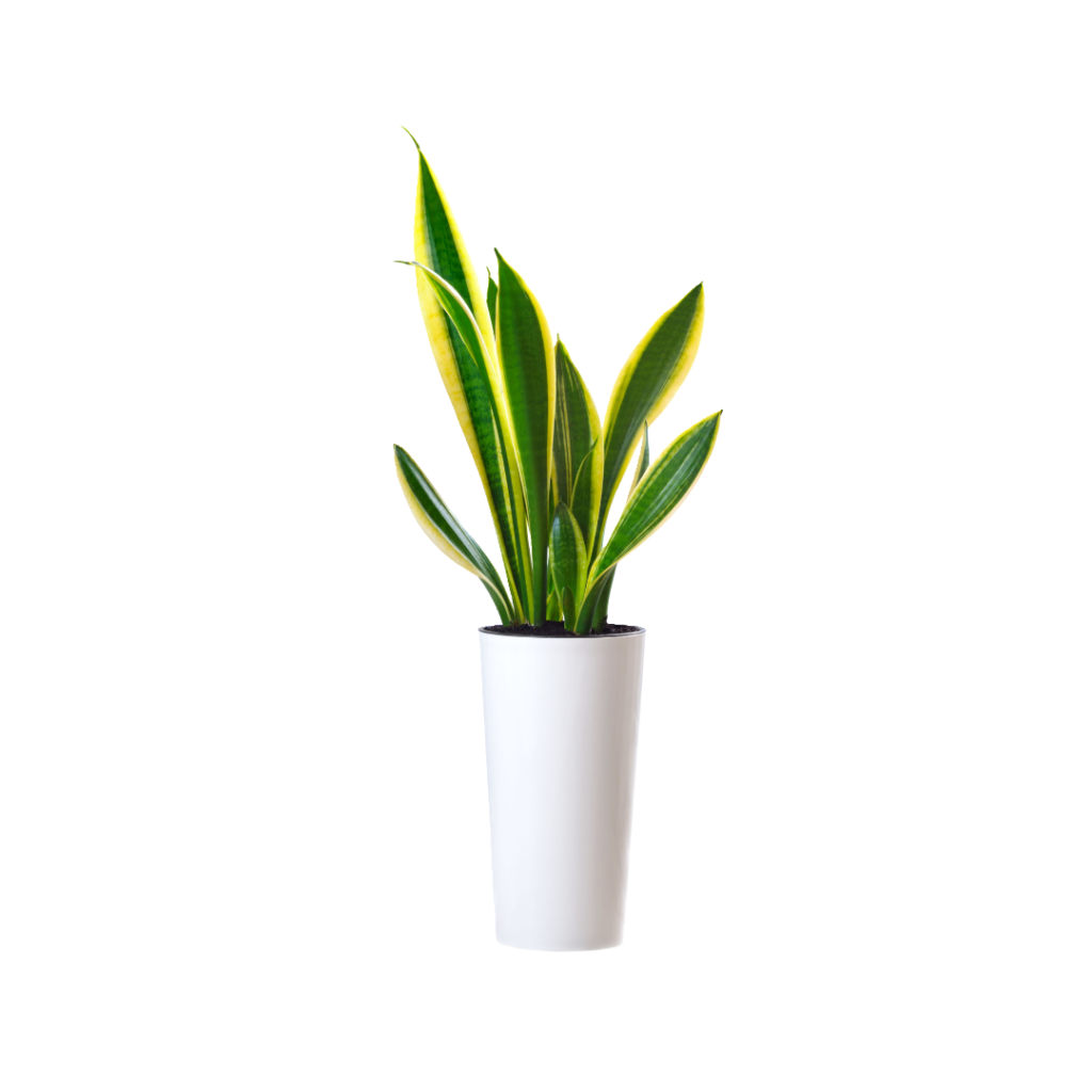 snake plant by plantphreak.com