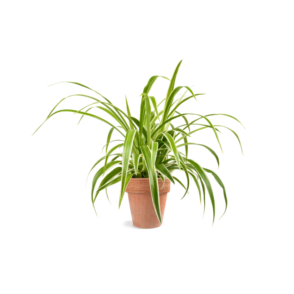 spider plant by plantphreal.com